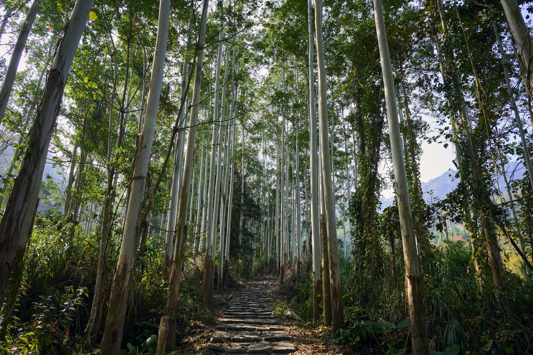 汤岭古道实景参考